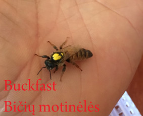Bičių &scaron;eimų pardavimas - Biciu motineles parduoda, Carnica motinele, Buckfast - 2