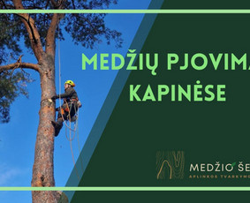 Medžių pjovimas ir genėjimas. Visi aplinkos tvarkymo darbai / MEDŽIO ŠERDIS / Darbų pavyzdys ID 2428502
