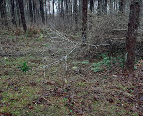 Apleistų sklypų tvarkymas - Statybos, Gerbūvis, Ekskovatoriaus paslaugos - 2