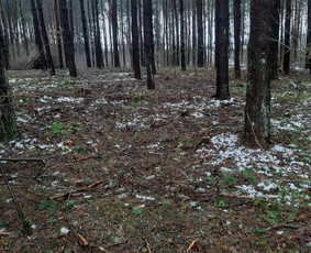 Apleistų sklypų tvarkymas - Statybos, Gerbūvis, Ekskovatoriaus paslaugos - 3