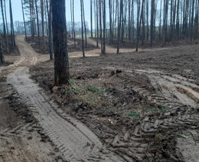Vejos įrengimas: sėjimas, ruloninė veja - Statybos, Gerbūvis, Ekskovatoriaus paslaugos - 1