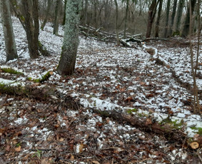 Apleistų sklypų tvarkymas - Statybos, Gerbūvis, Ekskovatoriaus paslaugos - 4