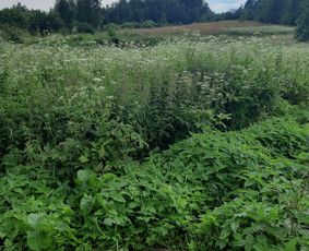 Žolės pjovimas - Statybos, Gerbūvis, Ekskovatoriaus paslaugos - 3