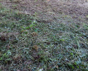 Žolės pjovimas - Statybos, Gerbūvis, Ekskovatoriaus paslaugos - 4