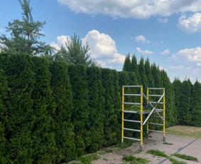 Vaismedžių ir gyvatvorių genėjimas - Šakų išvežimas - 1 Šakų išvežimas - Vaismedžių ir gyvatvorių genėjimas - 1