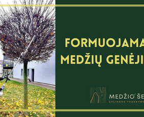 Medžių pjovimas ir genėjimas. Visi aplinkos tvarkymo darbai / MEDŽIO ŠERDIS / Darbų pavyzdys ID 2477112