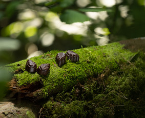 Fotografijos paslaugos / Fotoamatininkai / Darbų pavyzdys ID 2492536