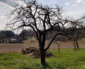Apželdinimo, aplinkos tvarkymo ir žemės darbai. / UAB "Tvarkingas kiemas" / Darbų pavyzdys ID 2508566