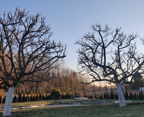 Apželdinimo, aplinkos tvarkymo ir žemės darbai. / UAB "Tvarkingas kiemas" / Darbų pavyzdys ID 2508580