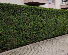Apželdinimo, aplinkos tvarkymo ir žemės darbai. / UAB "Tvarkingas kiemas" / Darbų pavyzdys ID 2508598