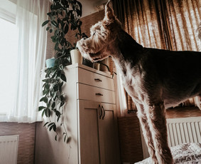 Gyvūnėlių auklė / Šunų viešbučiai, vedžiojimas, priežiūra / Darbų pavyzdys ID 2547392
