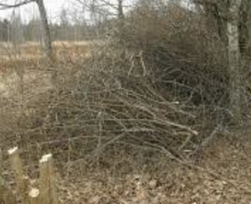 Nebrangiai išvežame šiukšles ir utilizuojame baldus - Šakų išvežimas - 2 Šakų išvežimas - Nebrangiai išvežame šiukšles ir utilizuojame baldus - 2