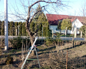 Vaismedžių/medžių genėjimas, gyvatvorių karpymas, šienavimas / Pavelas / Darbų pavyzdys ID 2564602