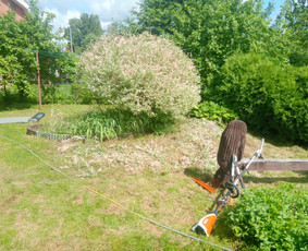 Vaismedžių/medžių genėjimas, gyvatvorių karpymas, šienavimas / Pavelas / Darbų pavyzdys ID 2564618