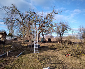 Vaismedžių/medžių genėjimas, gyvatvorių karpymas, šienavimas / Pavelas / Darbų pavyzdys ID 2564662
