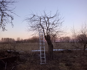 Vaismedžių/medžių genėjimas, gyvatvorių karpymas, šienavimas / Pavelas / Darbų pavyzdys ID 2564664
