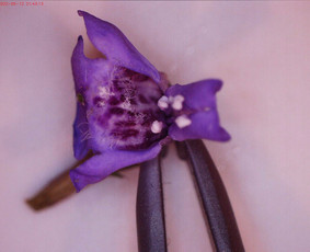 Papildomas lietuvių kalbos mokymas - Lietuvių kalba pradinukams - lėtoji pedagogika - 4