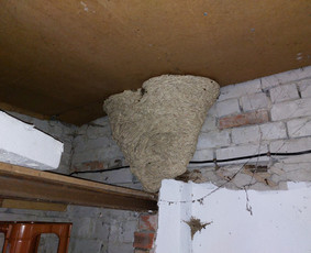 Kenkėjų Kontrolės Paslaugos (verslui, namams, ūkiams) / UAB NAIKINTA / Darbų pavyzdys ID 2590046