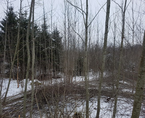 Krūmų/žolės pjovimas, miško sodinimas, Jaunuolynų ugdymas, / MB Siberija / Darbų pavyzdys ID 2593244