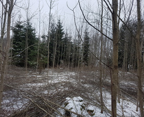 Krūmų/žolės pjovimas, miško sodinimas, Jaunuolynų ugdymas, / MB Siberija / Darbų pavyzdys ID 2593246