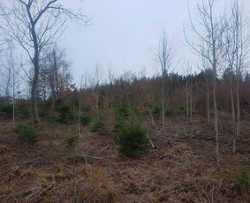 Krūmų/žolės pjovimas, miško sodinimas, Jaunuolynų ugdymas, / MB Siberija / Darbų pavyzdys ID 2593248