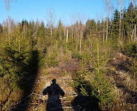 Krūmų/žolės pjovimas, miško sodinimas, Jaunuolynų ugdymas, / MB Siberija / Darbų pavyzdys ID 2593252