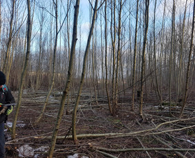 Krūmų/žolės pjovimas, miško sodinimas, Jaunuolynų ugdymas, / MB Siberija / Darbų pavyzdys ID 2593254