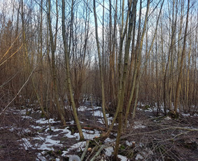 Krūmų/žolės pjovimas, miško sodinimas, Jaunuolynų ugdymas, / MB Siberija / Darbų pavyzdys ID 2593256