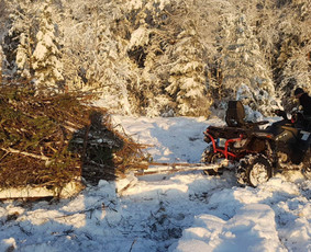 Krūmų/žolės pjovimas, miško sodinimas, Jaunuolynų ugdymas, / MB Siberija / Darbų pavyzdys ID 2593276