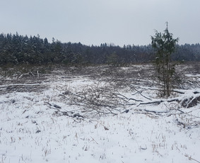 Krūmų/žolės pjovimas, miško sodinimas, Jaunuolynų ugdymas, / MB Siberija / Darbų pavyzdys ID 2593278