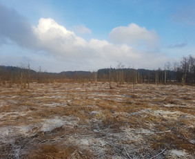 Krūmų/žolės pjovimas, miško sodinimas, Jaunuolynų ugdymas, / MB Siberija / Darbų pavyzdys ID 2593280