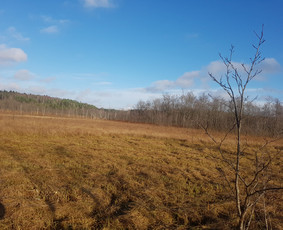 Krūmų/žolės pjovimas, miško sodinimas, Jaunuolynų ugdymas, / MB Siberija / Darbų pavyzdys ID 2593282
