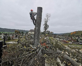 Avarinių medžių pjovimas/ žolės pjovimas. / Arboristas Egidijus / Darbų pavyzdys ID 2599428