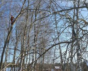 Avarinių medžių pjovimas/ žolės pjovimas. / Arboristas Egidijus / Darbų pavyzdys ID 2599432