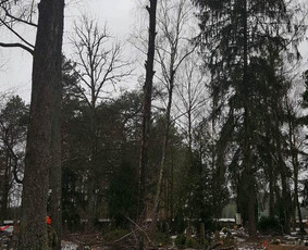 Avarinių medžių pjovimas/ žolės pjovimas. / Arboristas Egidijus / Darbų pavyzdys ID 2599434