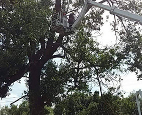 Avarinių medžių pjovimas/ žolės pjovimas. / Arboristas Egidijus / Darbų pavyzdys ID 2599436