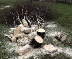 Avarinių medžių pjovimas/ žolės pjovimas. / Arboristas Egidijus / Darbų pavyzdys ID 2599438
