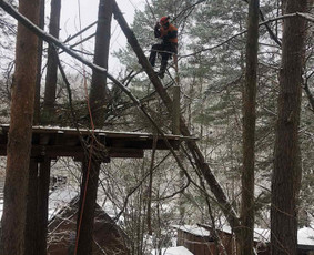 Avarinių medžių pjovimas/ žolės pjovimas. / Arboristas Egidijus / Darbų pavyzdys ID 2599442