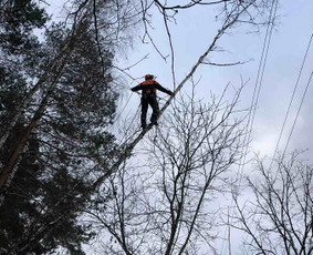 Avarinių medžių pjovimas/ žolės pjovimas. / Arboristas Egidijus / Darbų pavyzdys ID 2599444