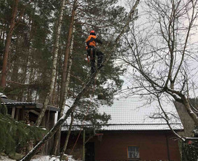 Avarinių medžių pjovimas/ žolės pjovimas. / Arboristas Egidijus / Darbų pavyzdys ID 2599446