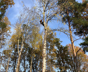 Avarinių medžių pjovimas/ žolės pjovimas. / Arboristas Egidijus / Darbų pavyzdys ID 2599448