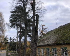 Avarinių medžių pjovimas/ žolės pjovimas. / Arboristas Egidijus / Darbų pavyzdys ID 2599450