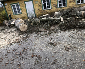 Avarinių medžių pjovimas/ žolės pjovimas. / Arboristas Egidijus / Darbų pavyzdys ID 2599452
