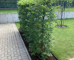 Genėjimas, apželdinimas ir kiti aplinkotvarkos darbai / Dainius Kubilius / Darbų pavyzdys ID 2603036