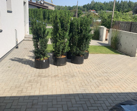 Genėjimas, apželdinimas ir kiti aplinkotvarkos darbai / Dainius Kubilius / Darbų pavyzdys ID 2603040