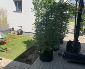 Genėjimas, apželdinimas ir kiti aplinkotvarkos darbai / Dainius Kubilius / Darbų pavyzdys ID 2603042