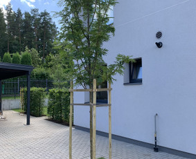 Genėjimas, apželdinimas ir kiti aplinkotvarkos darbai / Dainius Kubilius / Darbų pavyzdys ID 2603048