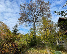 Medžių pjovimas-genėjimas/gyvatvorių karpymas / MB Medžio Kvapas / Darbų pavyzdys ID 2607584