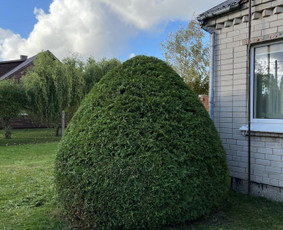Medžių pjovimas-genėjimas/gyvatvorių karpymas / MB Medžio Kvapas / Darbų pavyzdys ID 2607588