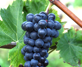 Prekyba vynuogių sodinukais - Aplinka, sodas - 4 Aplinka, sodas - Prekyba vynuogių sodinukais - 4